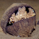 Illustration for article titled Octopus Uses Coconut Shells as Portable Armor